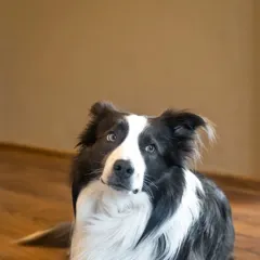 Fynn, HR Manager (Bürohund)